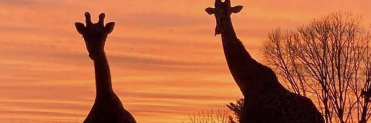 HisBeauty's profile banner image