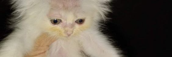 cvntearabbit's profile banner image