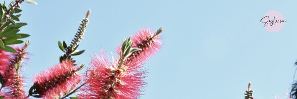 sylviahchannel Profile Banner