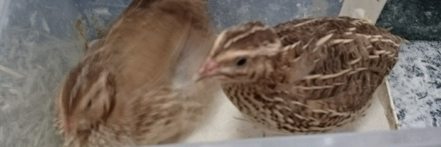 まなてぃー banner