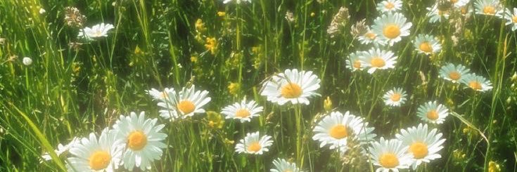 Jeri banner