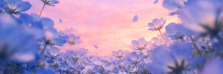 芹 banner