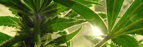 racquelAMJ's profile banner image
