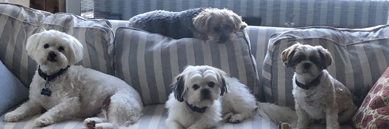 Dogs 🟧 banner