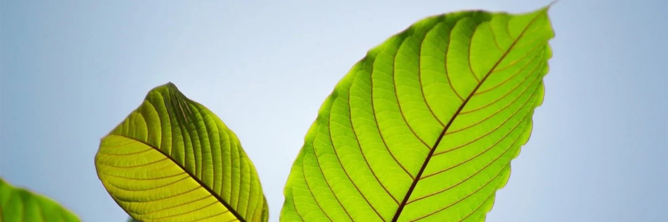 KratomIndonesie's profile banner image