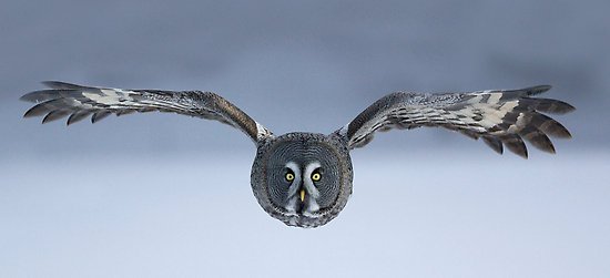 GreatGrey Unchecked 🟦 banner