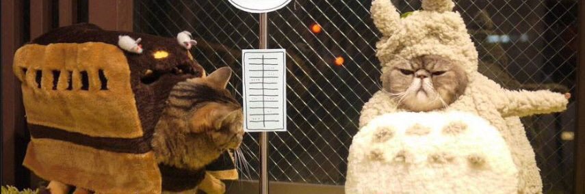 Dan banner