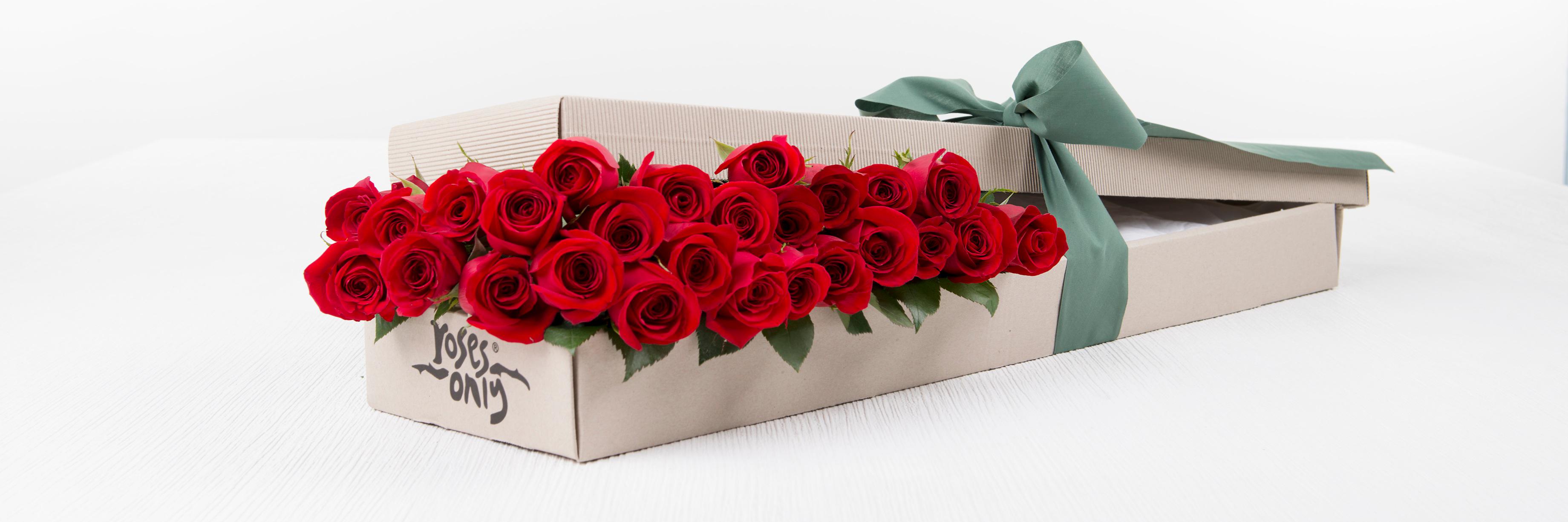 RosesOnlyUK's profile banner image