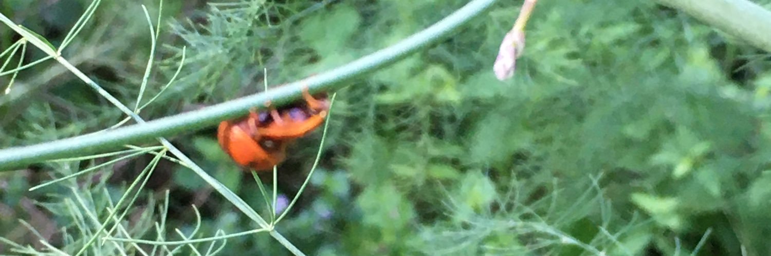 The Late DJT, His Exoneratedness Supreme😜 banner