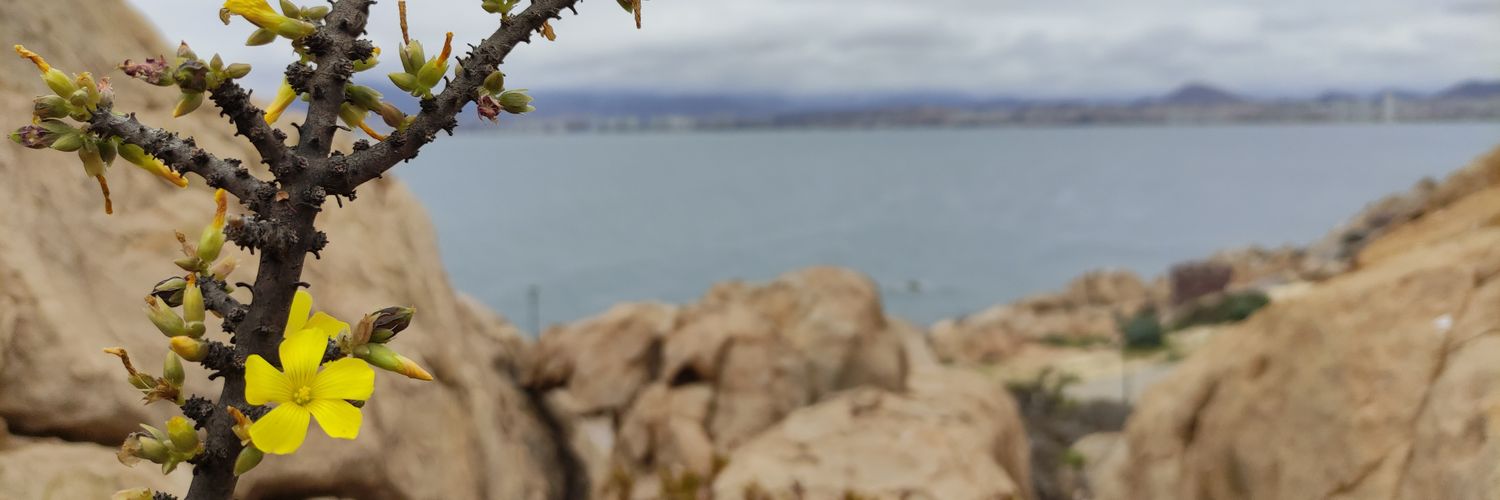 Freddy S. Torcates banner