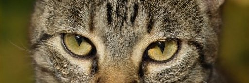 ShellyHarder's profile banner image