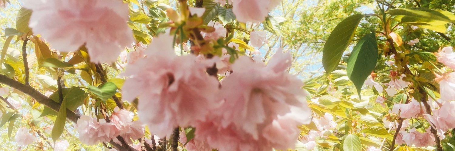 suzukiwonanoru's profile banner image