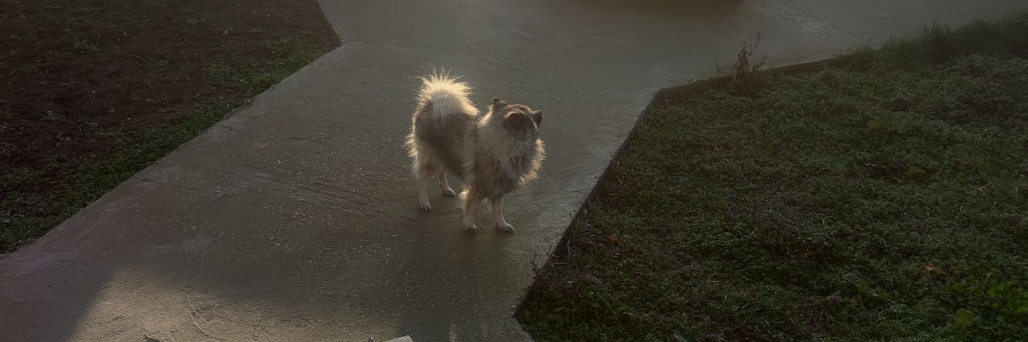 wuschew's profile banner image