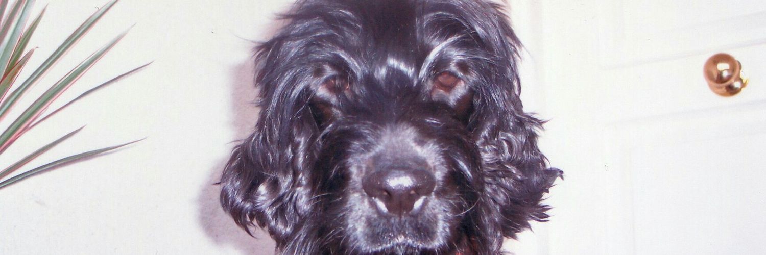 bellota888's profile banner image