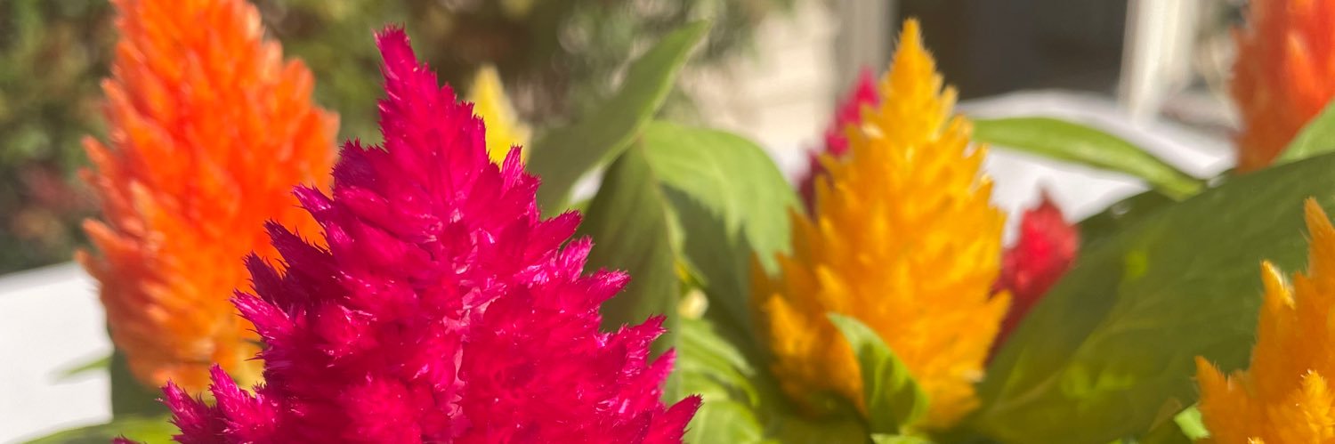 Pir8_4Life's profile banner image