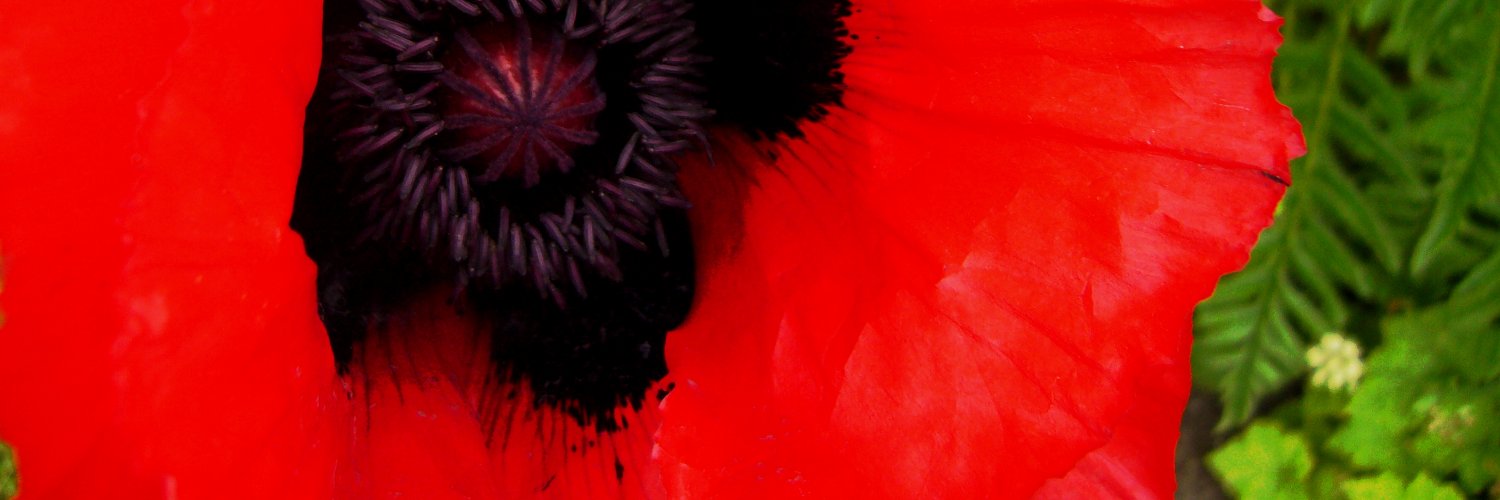 Su-Shee (@sushee@fosstodon.org) banner