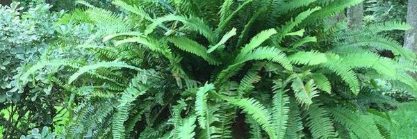 MonteCarola Profile Banner