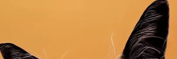 errorisright banner
