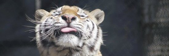 KryingCrying's profile banner image