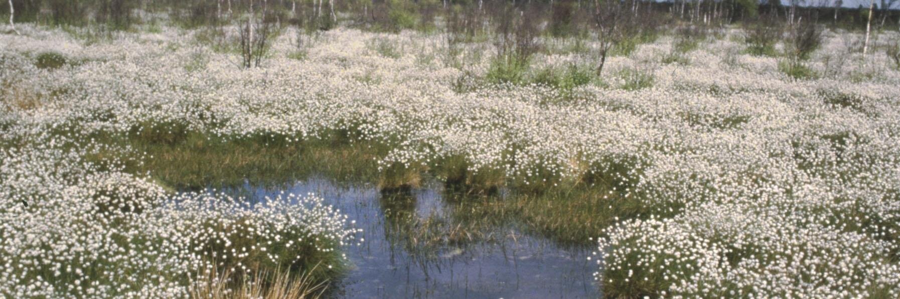 Humberhead Levels banner