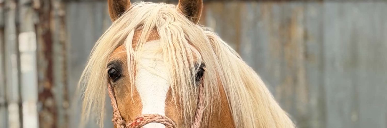 RedscrollsMalec's profile banner image