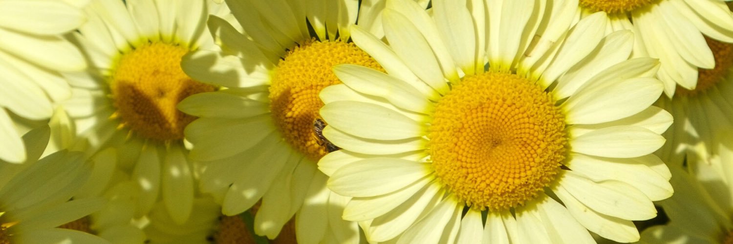 MonicaRestianaa's profile banner image