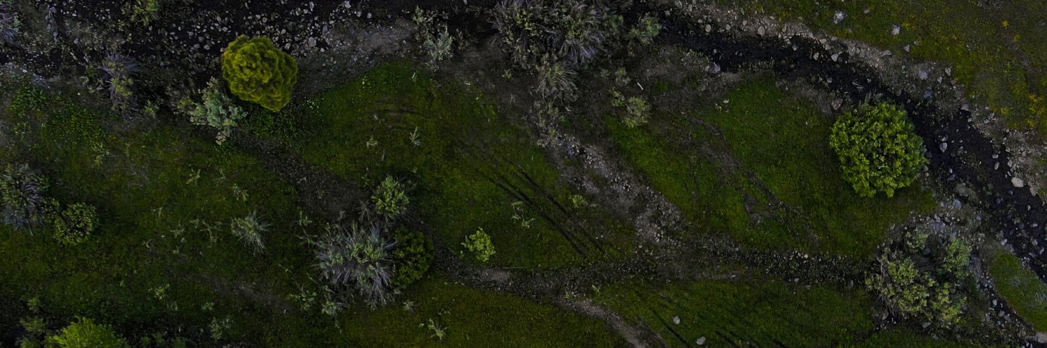 Whitney Morehead banner