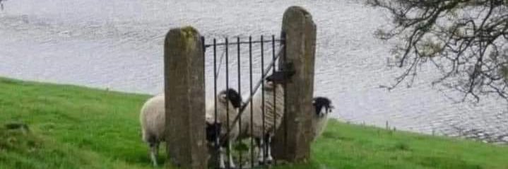 SaltyFletch banner