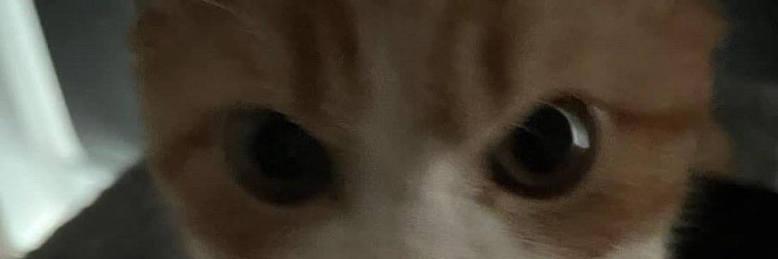 ohayoʕ •ₒ• ʔ banner