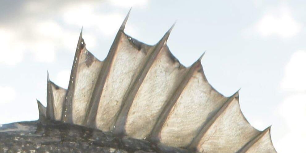 RobertDitzel's profile banner image