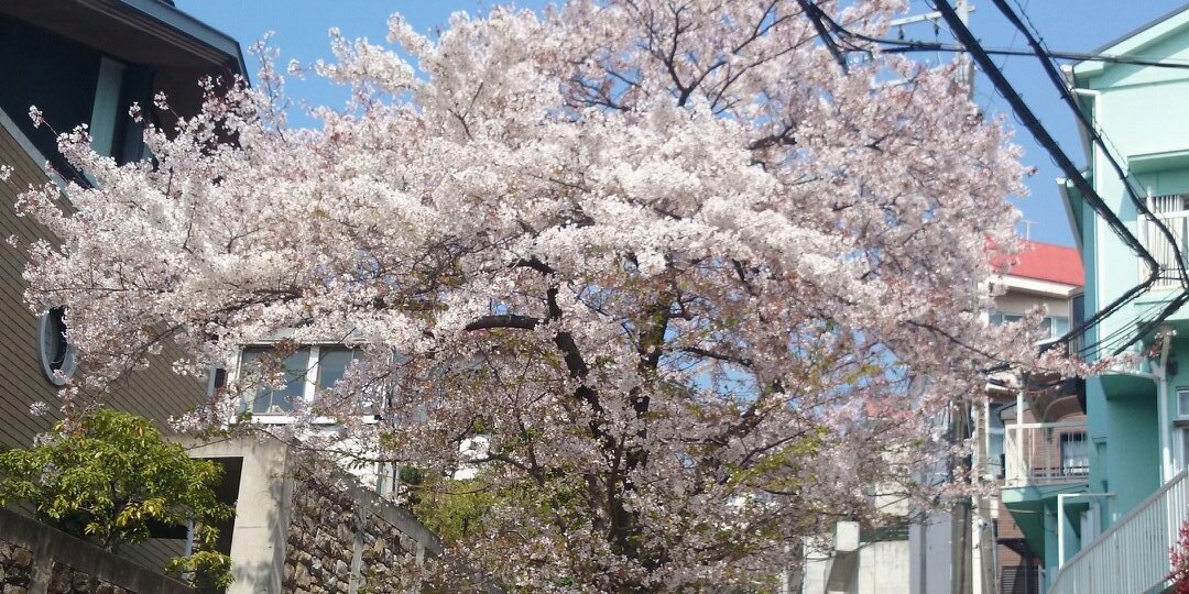 syacyou66's profile banner image