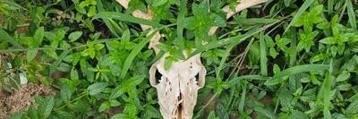 KölBecki David Jackson Williams de Baron du Crique banner