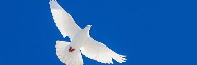 Hay_Z banner