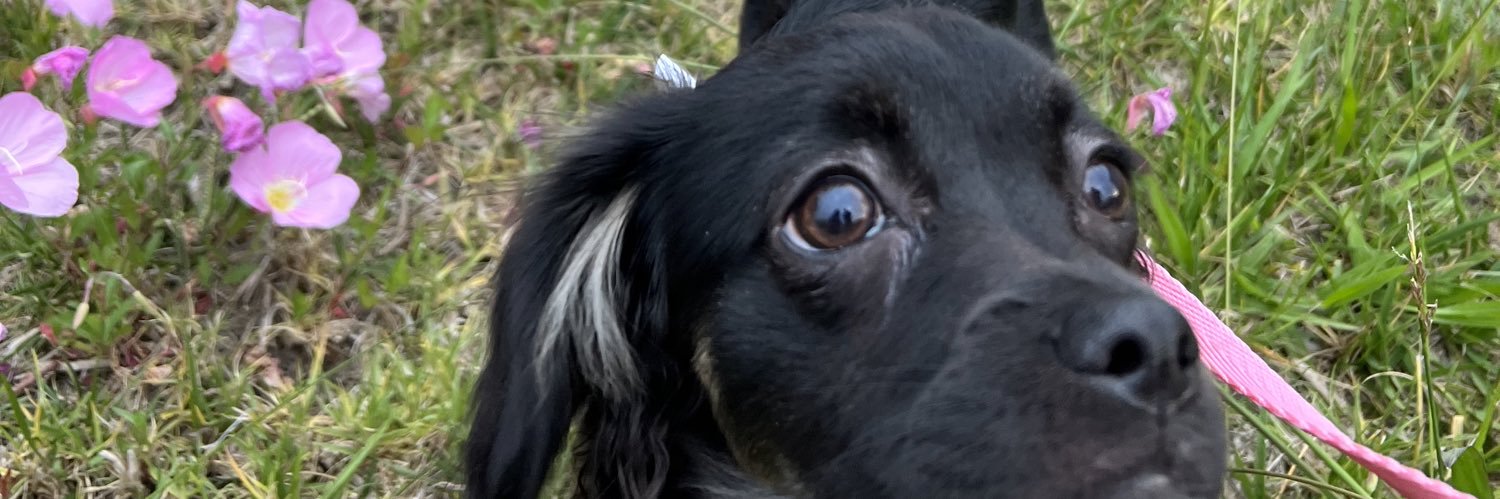 applepitchardo's profile banner image