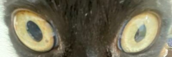 Dogin banner