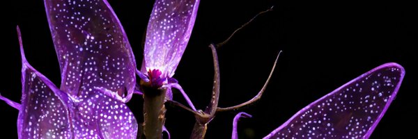 ChimaeraGallery Profile Banner