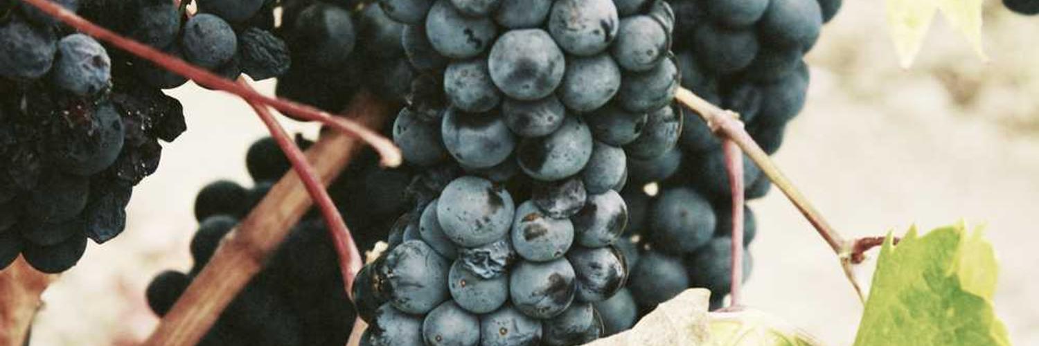 kizz gtoe❤️ Memecoin banner