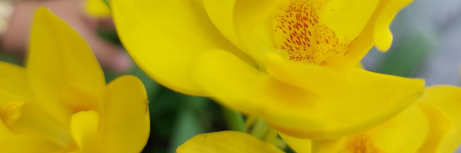 PaveenaNg's profile banner image