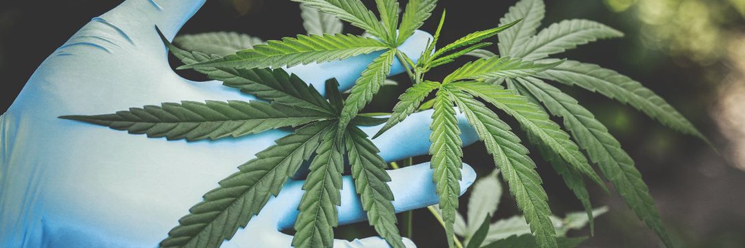 Dr. Herbs 🌿's banner