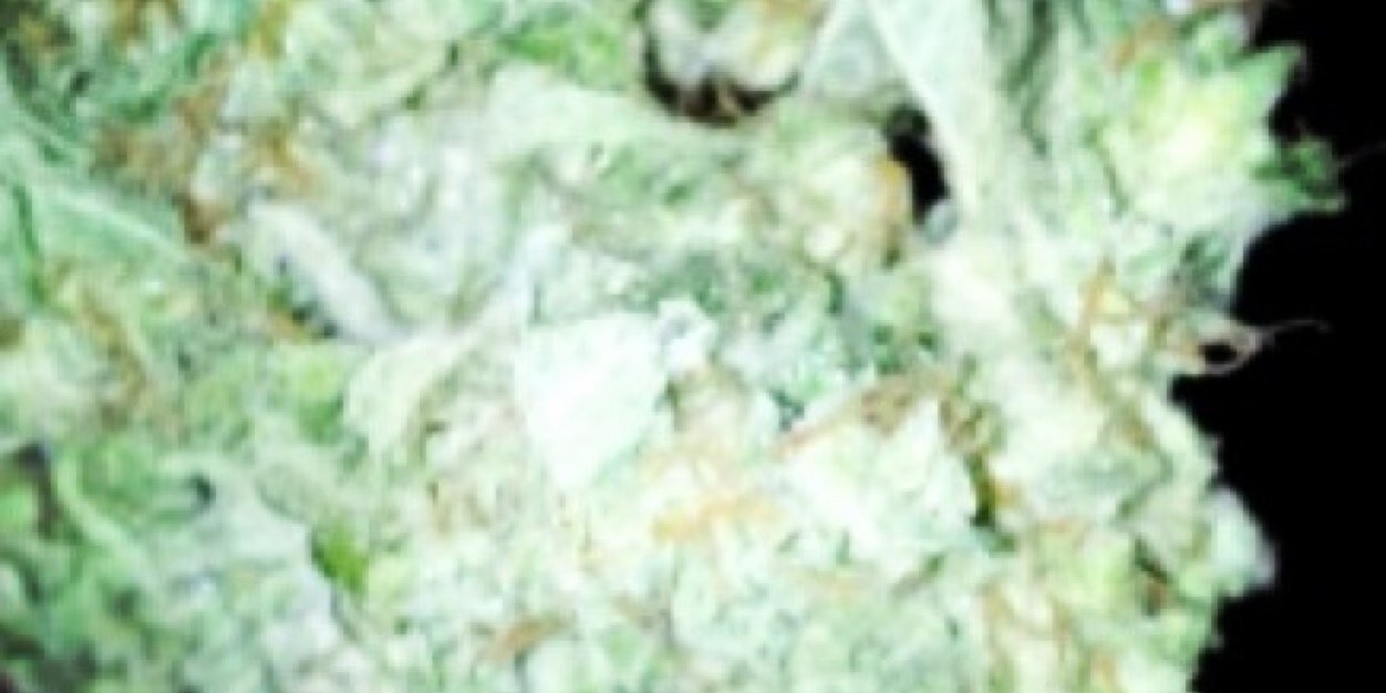 ChrisleyZac's profile banner image