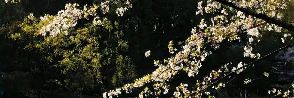 mendintn's profile banner image
