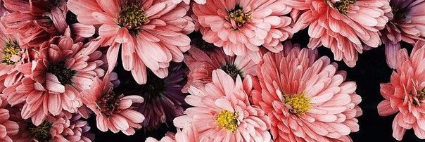 lelya_alya's profile banner image