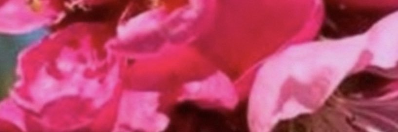 ChelseaOverstre's profile banner image