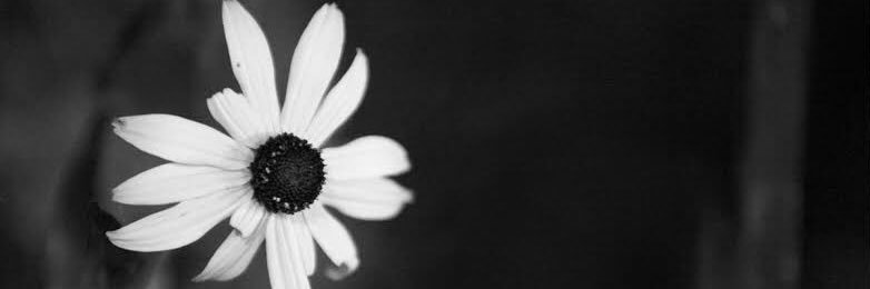 pignaraa's profile banner image
