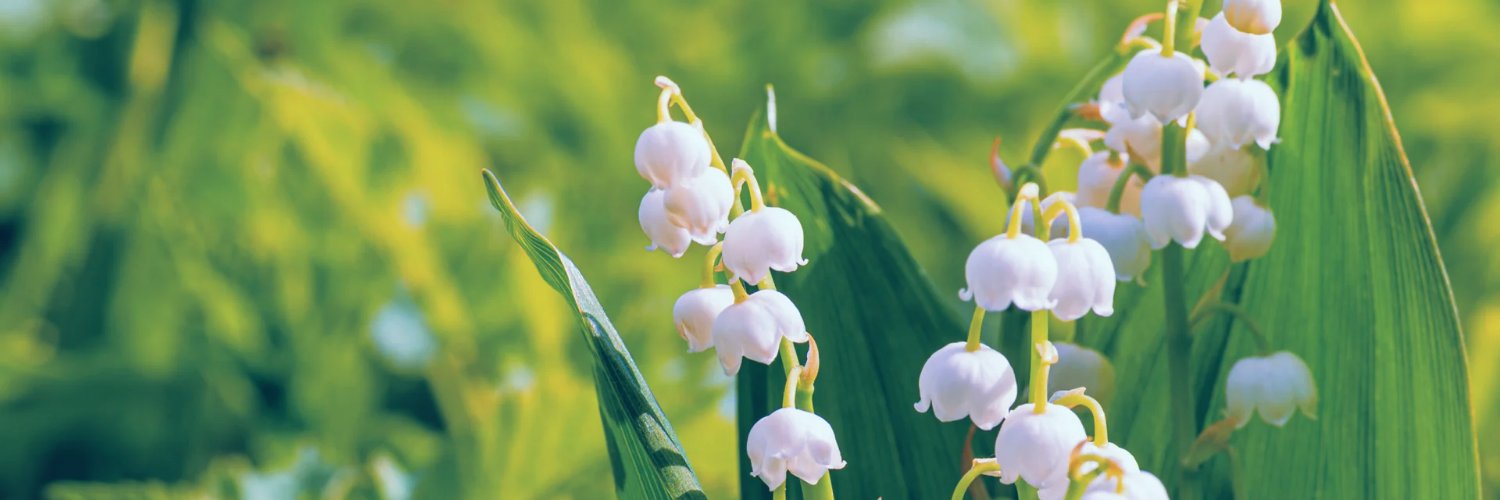 holdeci's profile banner image