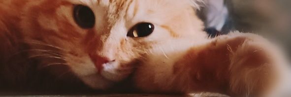 The Meowther of Cats 🐾 banner