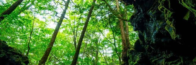 スノー緑木 banner