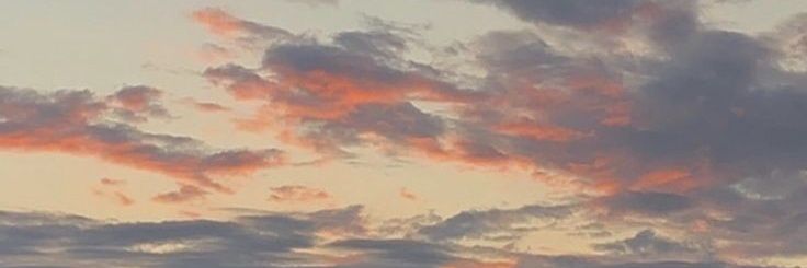 玫瑰 banner
