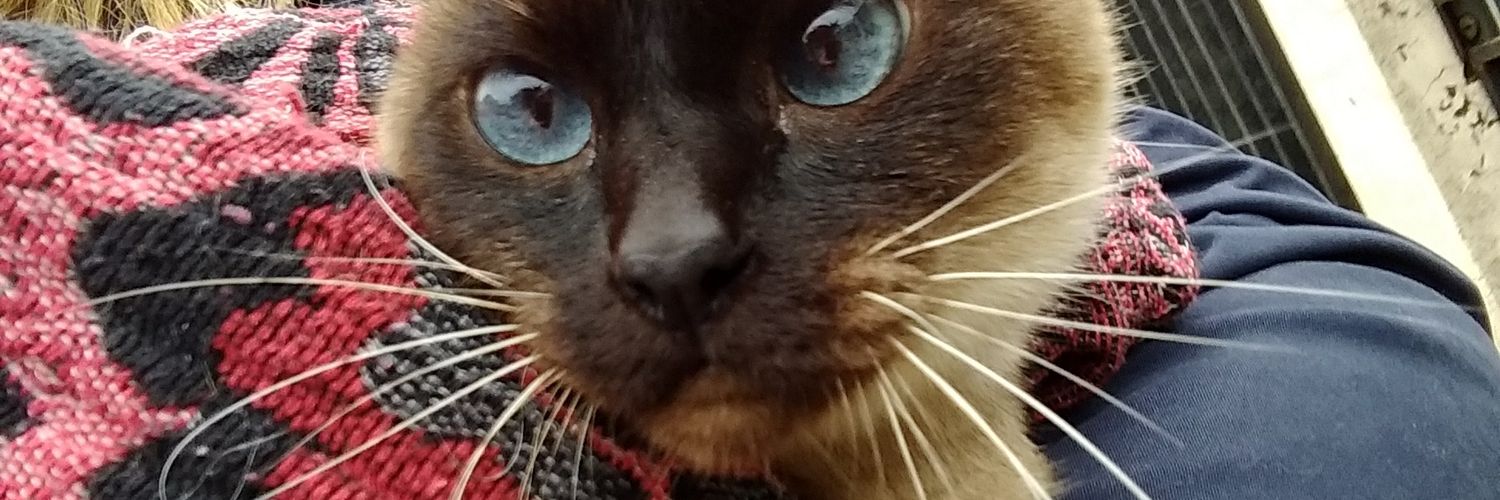 bitchwtffff's profile banner image