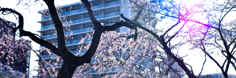 すっこー banner